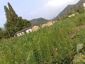 The Tunxi River Walk