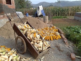National Day Church & Corn Ride