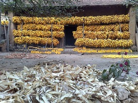 National Day Church & Corn Ride