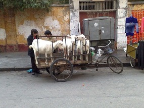 Shantou City & The Rong River & District Walk
