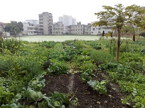 The Hakka Villages Behind City Facades II