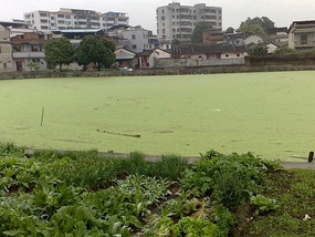 The Hakka Villages Behind City Facades II