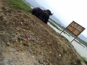 The Han River Water Buffalo Ride & Bar Night