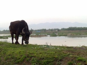 The Han River Water Buffalo Ride & Bar Night