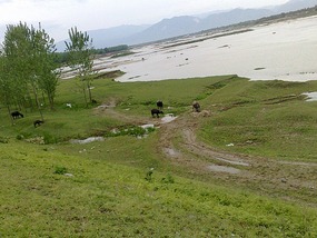 The Han River Water Buffalo Ride & Bar Night