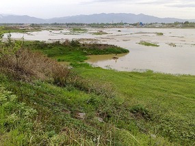 The Han River Water Buffalo Ride & Bar Night