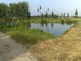 Dragon Boat Festival & Village Ding & Plank Road A