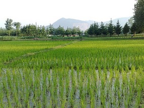 Dragon Boat Festival & Village Ding & Plank Road A