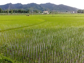 Goodbyes & The Last Month in Hanzhong