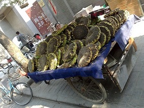 From Hanzhong to Guilin With Snuffles & Sean The S