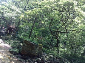 Wulingyuan Nature Park Day One AVATAR