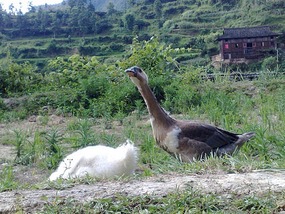 Beautiful Miao Village of Xijiang