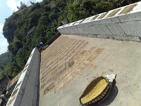 The Qingyan Village Adventure