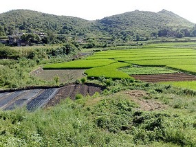 The Qingyan Village Adventure