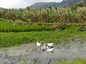Huangguoshu Waterfalls & Buyi Village