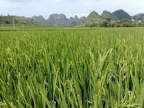 Huangguoshu Waterfalls & Buyi Village