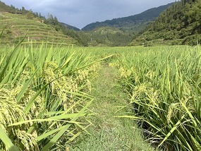 Zhaoxing Village Adventure