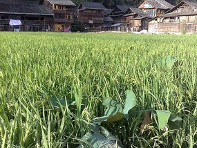 Zhaoxing Village Adventure