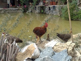 Zhaoxing Village Adventure