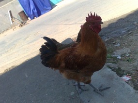 Shan Guan Village for Guo Jia Hong