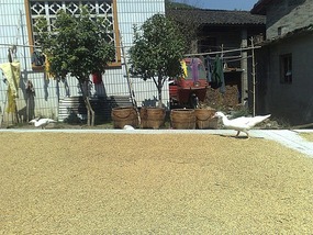 Shan Guan Village for Guo Jia Hong