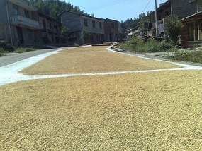 Shan Guan Village for Guo Jia Hong