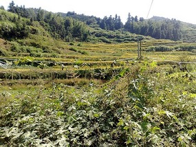 Shan Guan Village for Guo Jia Hong