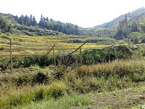 Shan Guan Village for Guo Jia Hong