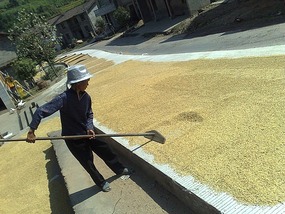 Shan Guan Village for Guo Jia Hong