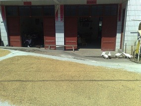 Shan Guan Village for Guo Jia Hong