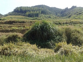Shan Guan Village for Guo Jia Hong