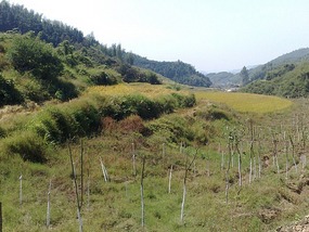 Shan Guan Village for Guo Jia Hong