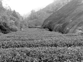 A Black N White Wuyishan Adventure