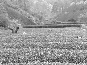 A Black N White Wuyishan Adventure