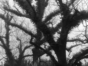 A Black N White Wuyishan Adventure