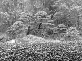 A Black N White Wuyishan Adventure