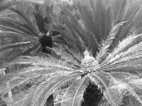A Black N White Wuyishan Adventure