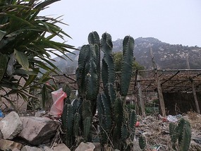 Beiqi Village & Mudflats