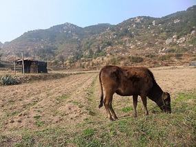 Da Jiang Ancient Village