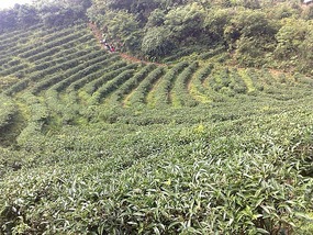 Wuyishans Tea Culture
