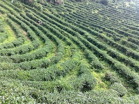 Wuyishans Tea Culture