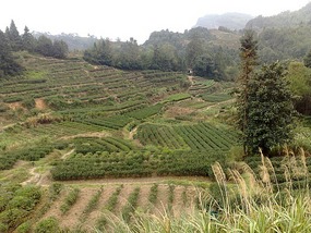 Wuyishans Tea Culture