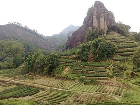 Wuyishans Tea Culture