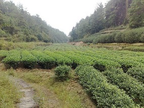 Wuyishans Tea Culture