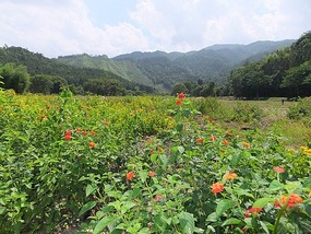 Qinglong Falls & Longchuang Canyon