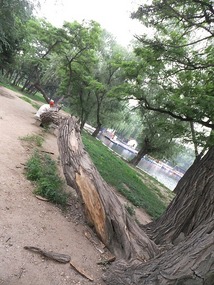 Beiling Park & Huang Taiji Tomb