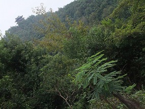 Forrest Mountain Park Adventures