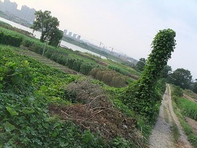 Dong Yue Mountain Temple
