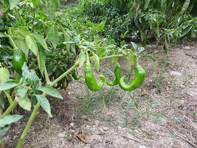 Botanical Gardens & Ding Park Adventures