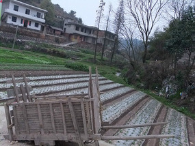 A Tomb Sweeping Easter On Bird Pagoda Hill